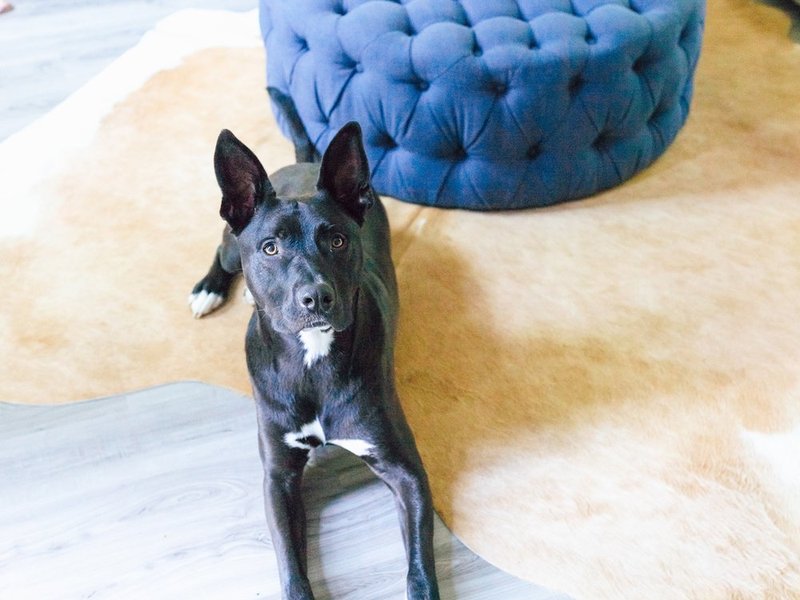 Dog sitting on luxury vinyl flooring in a bright living room